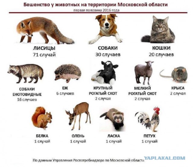 Нет - бродячим псам на улице! Суд в Питере об отмене ОСВ