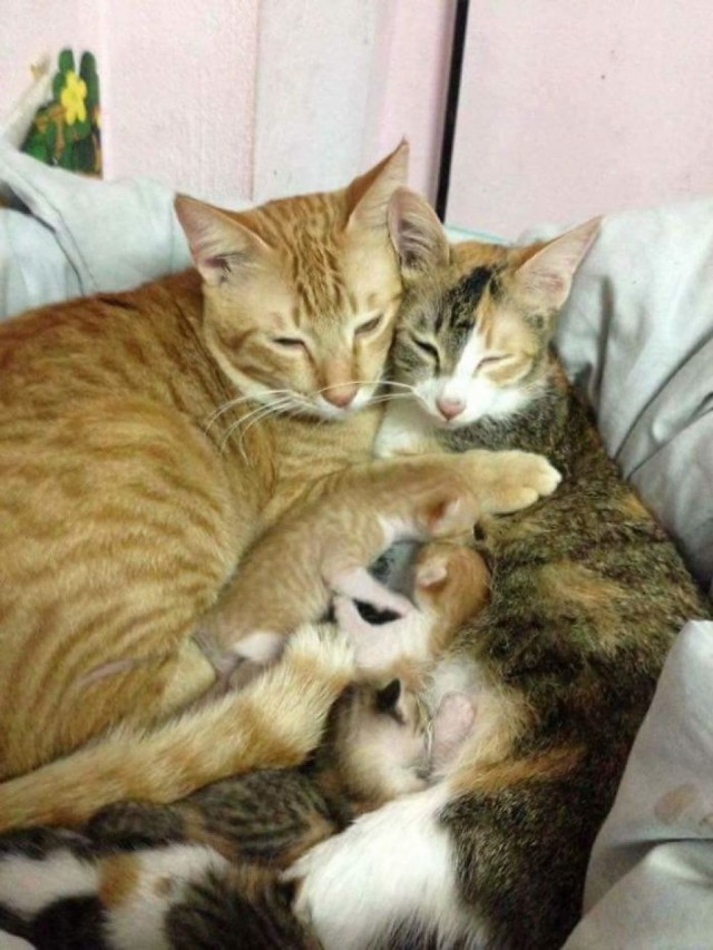Немного милоты