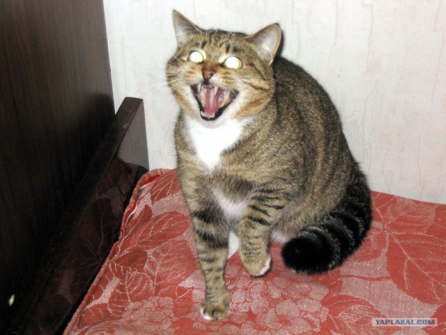 Котовторник 24.04.2012