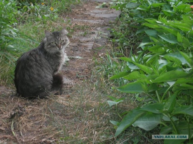 Котовторник 03 07 2012