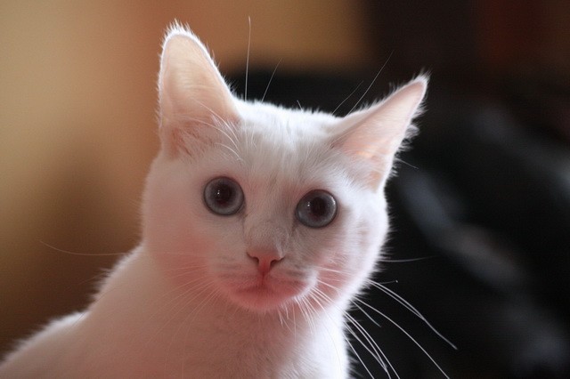 Час назад принял роды у своего котэ ))