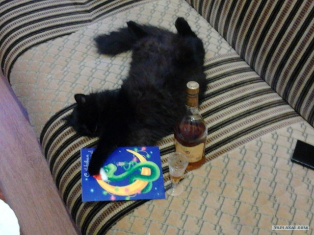 Новогодний Котовторник 01.01.2013