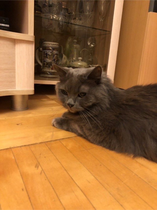 В завершение котовторника.