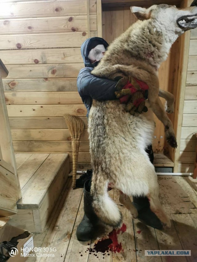 Стая волков на трассе