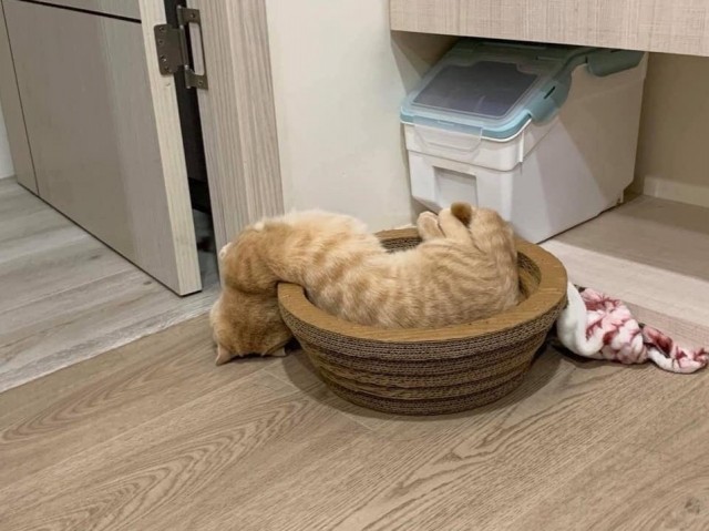 Кошки , кошечки, котяры 14.03.21