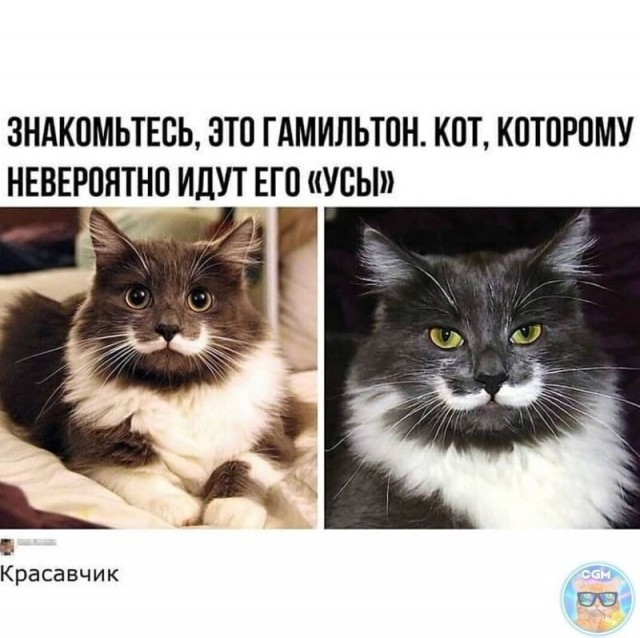 Баянисто-небаянистый юмор 19.07.21