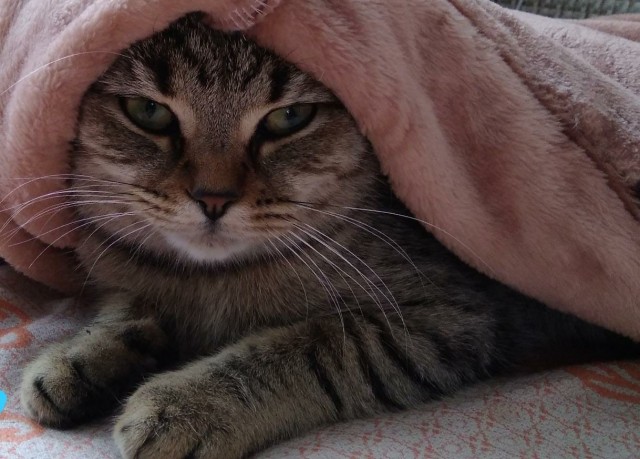 Котовторник 14.09.2021