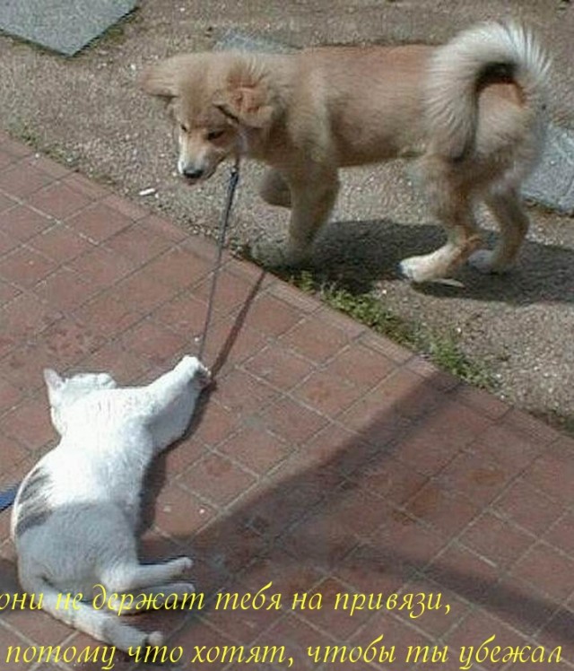 Собака хочет щенка. Собака хочет гулять. Кот выгуливает собаку. Прогулка с собакой прикол. Собака и кошка на прогулке.