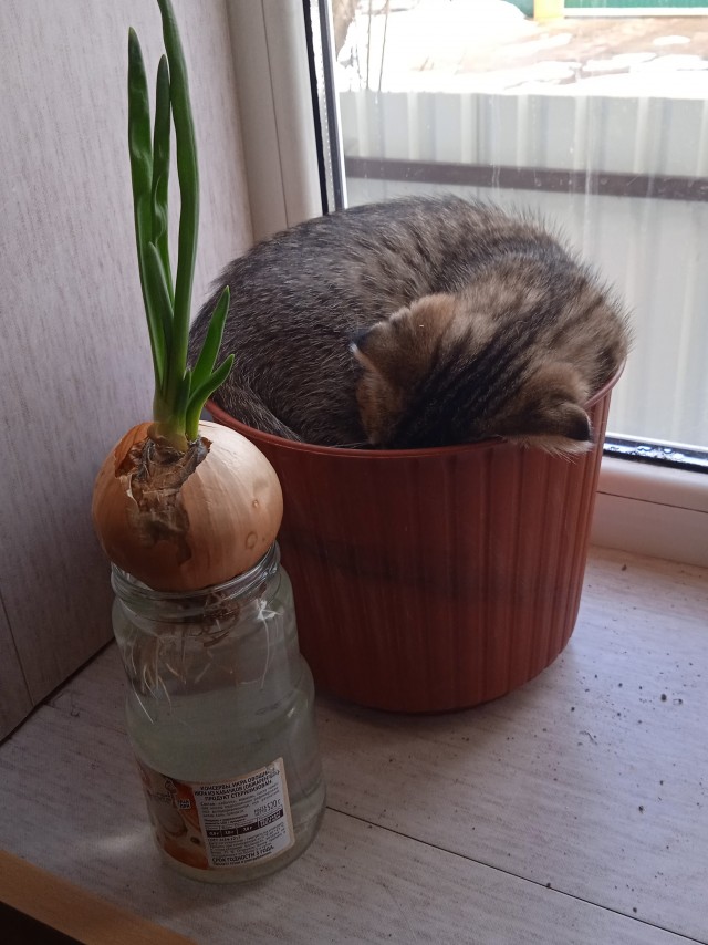 Вот кот. Просто кот . Подобрал на улице кузьмин
