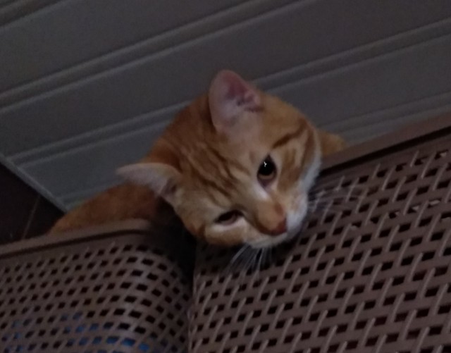 Не буду я ждать котовторника!