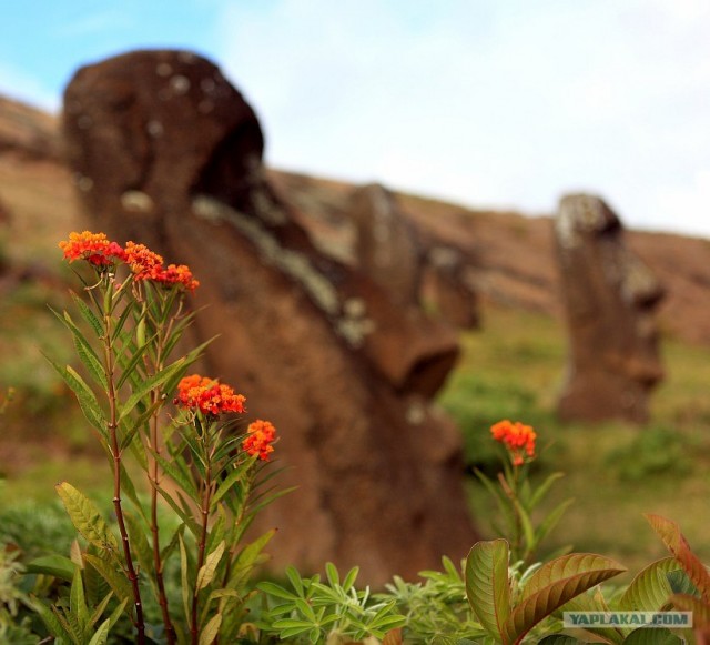 Южно-Американский дневник. остров Пасхи