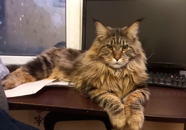 Его зовут Кот