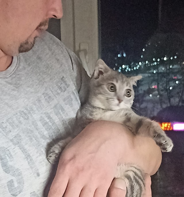 К котовторнику