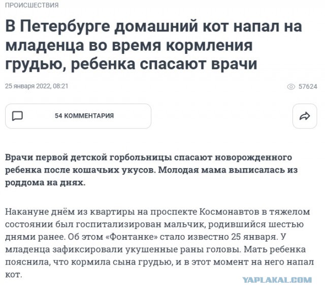 Мэр Бодайбо обвинил депутатов Госдумы в «собачьем лобби» и снова потребовал уничтожать бродячих животных