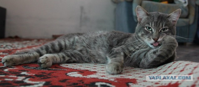 Вот вам