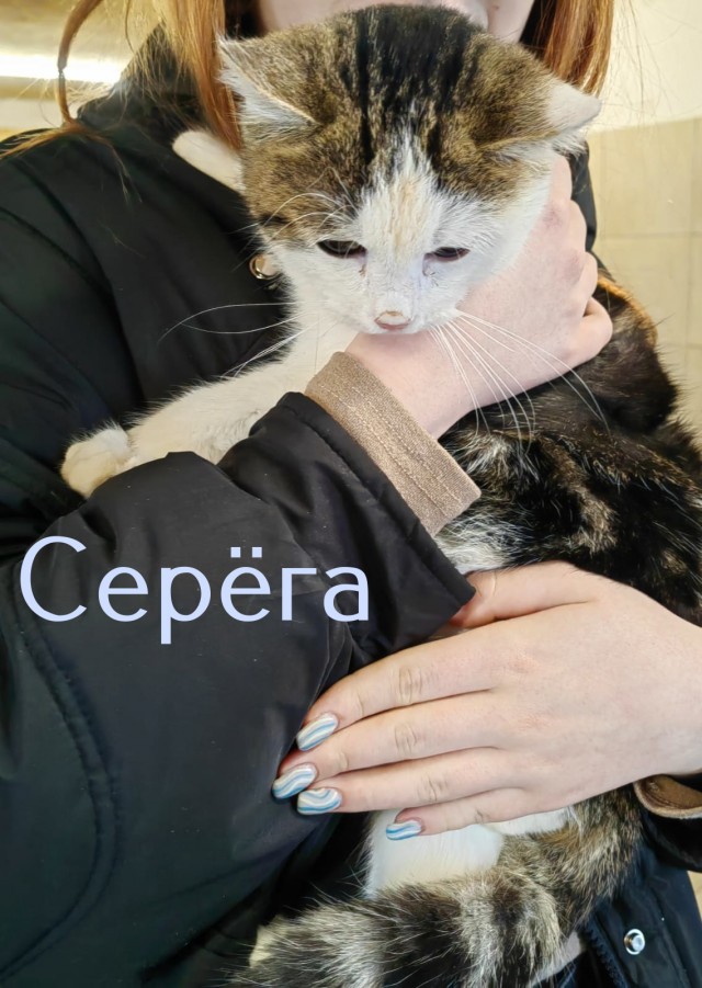 Жизнь домашнего приюта "Котоленд" 431