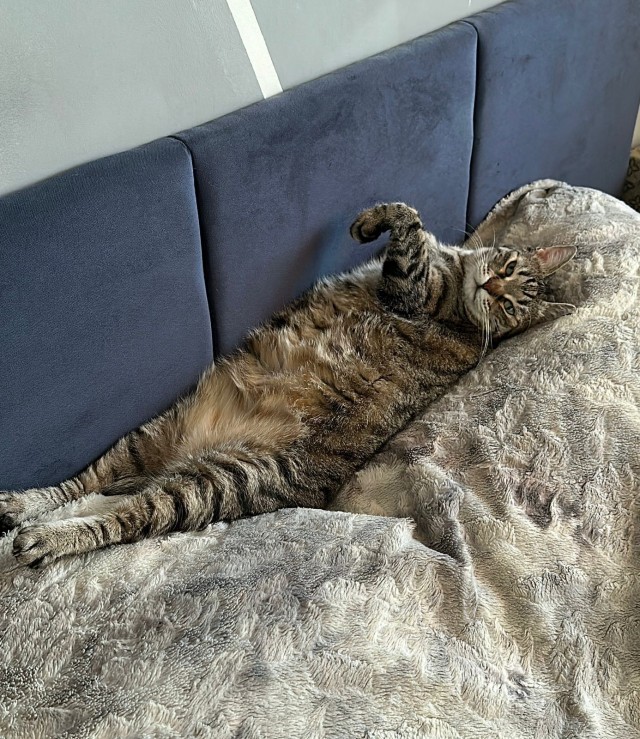 Толстые коты
