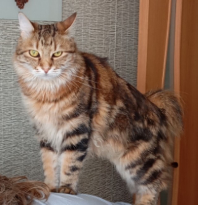 Котовторник