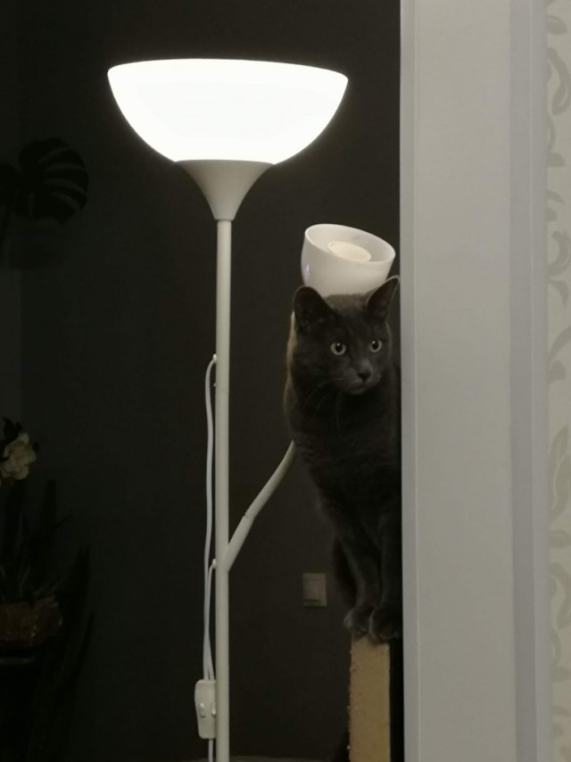Прикольные морды котов псов к настроению...