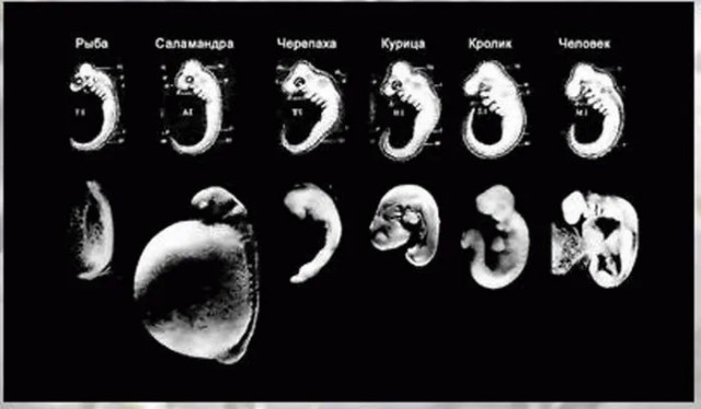 На телеканале «Спас» объяснили, почему теория Дарвина — ошибка.