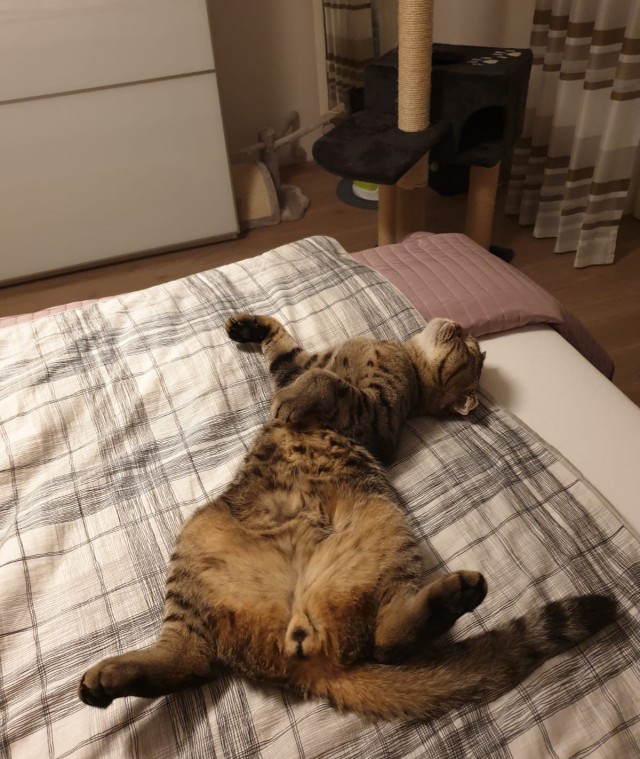 Котэ
