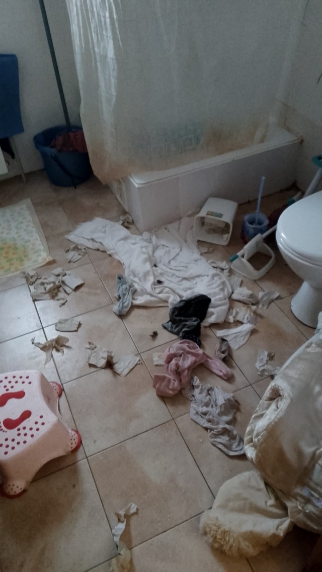 Забрали домой лохматое чудо.