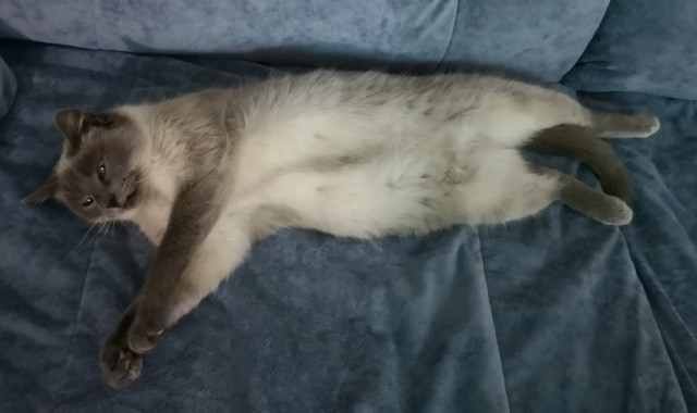 Совпало с котовторником.