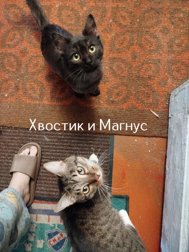 Жизнь домашнего приюта "Котоленд" 515