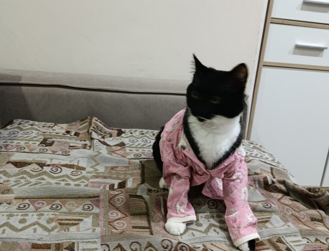 Кошачьи звезды вэбкама
