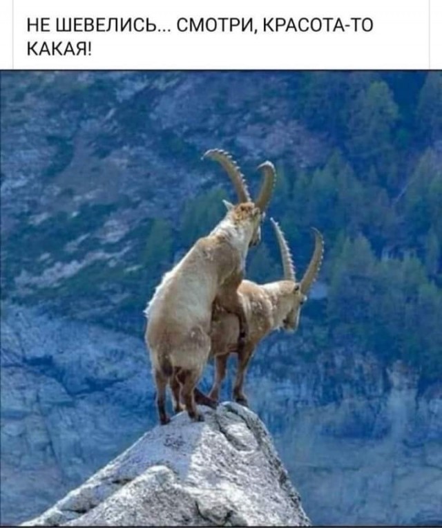 Ударим по баянам ?‍↔️