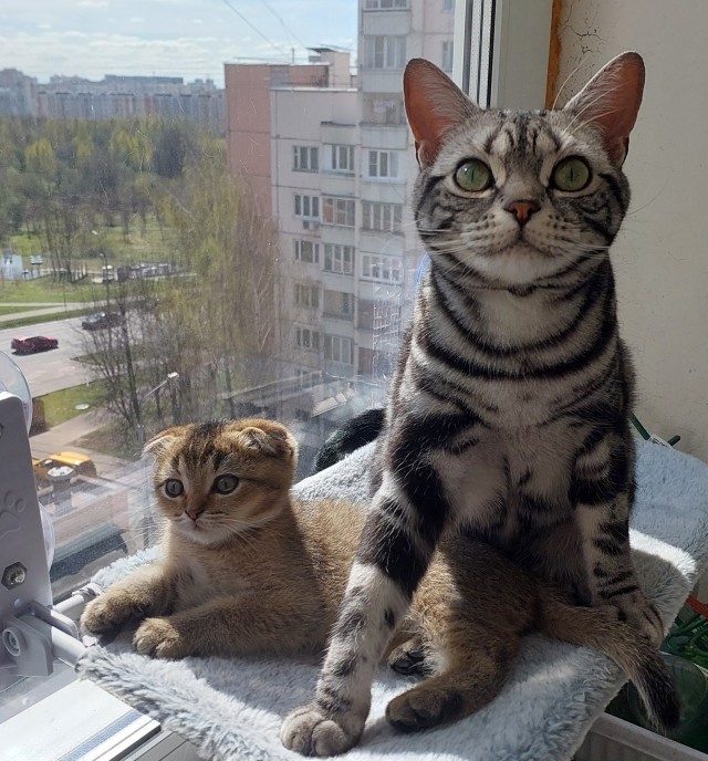 Мужчина нашёл котят на дороге