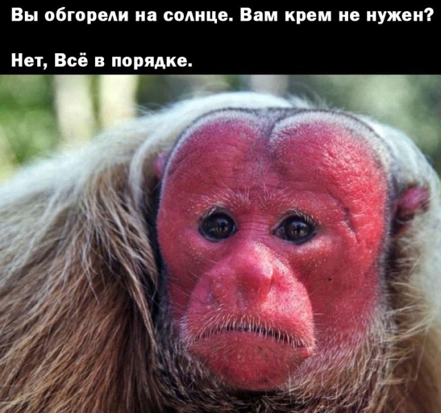 Чёрно-пошлая деградация