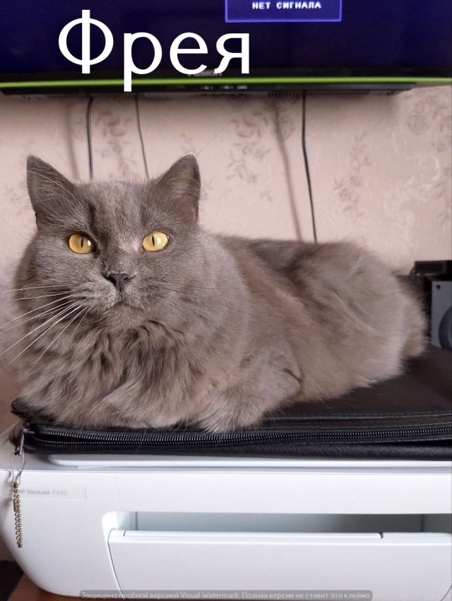 Жизнь домашнего приюта "Котоленд" 566