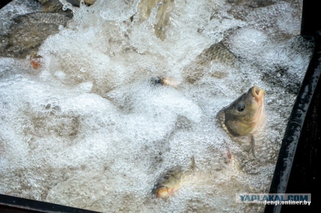 Ловцы грез: репортаж из белорусского рыбхоза