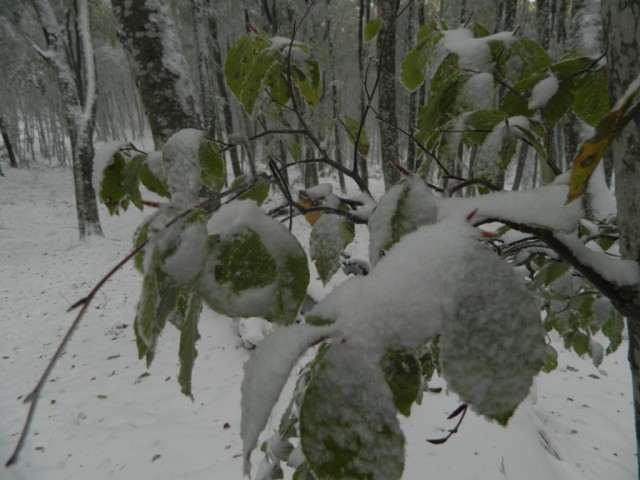 Крым засыпало снегом