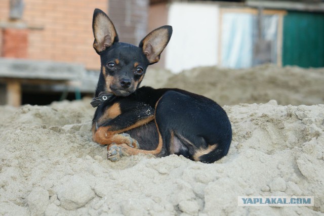 Собакочетверг на 02.01.2014