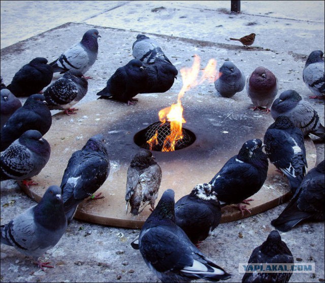 Братья.. давайте зажжем очаг! Погреемся