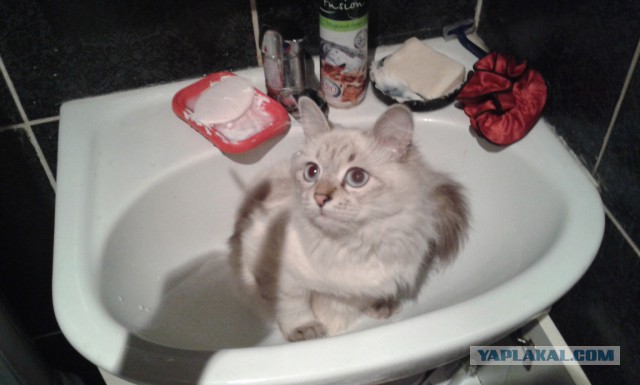 Котовторник 29.04.14.