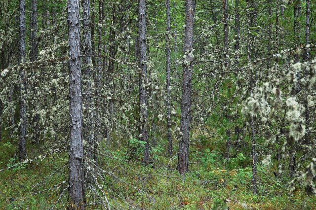 Деревенская Америка