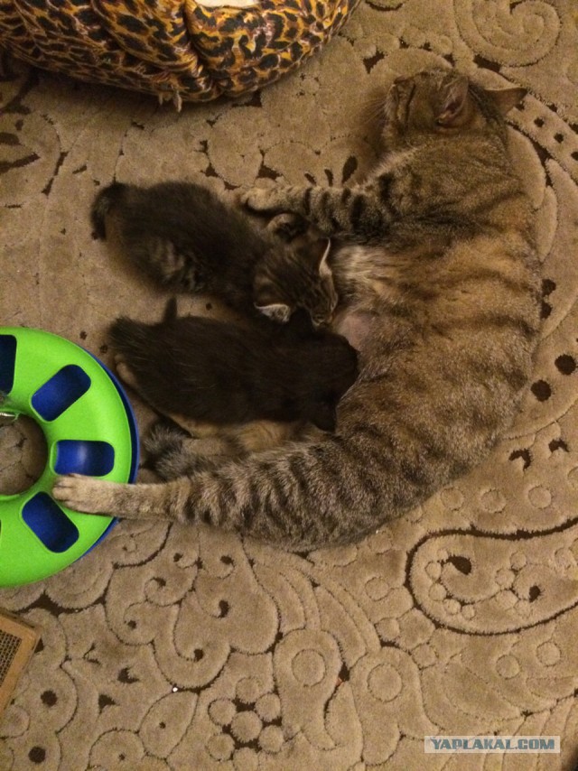 Котовторник 23.12.2014
