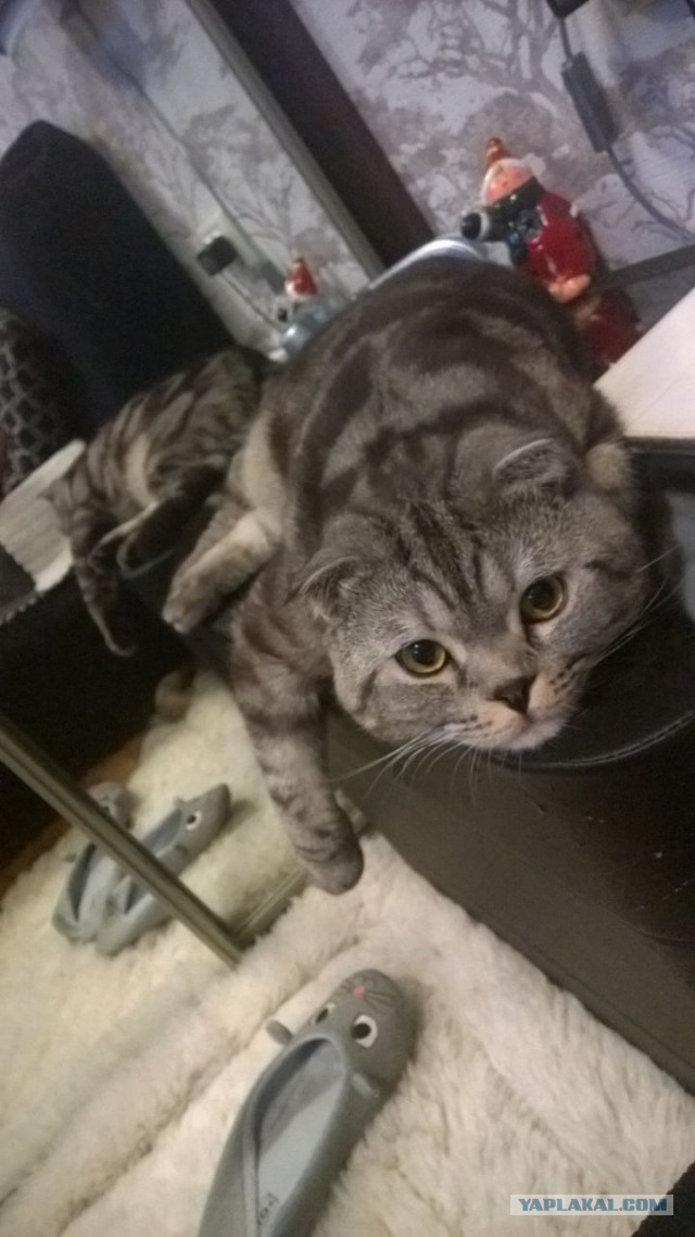 Котовторник 20.01.2015