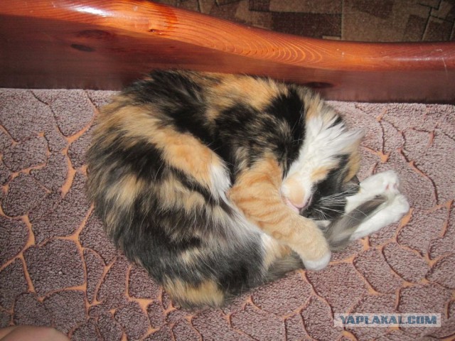 Котовторник 07 04 2015