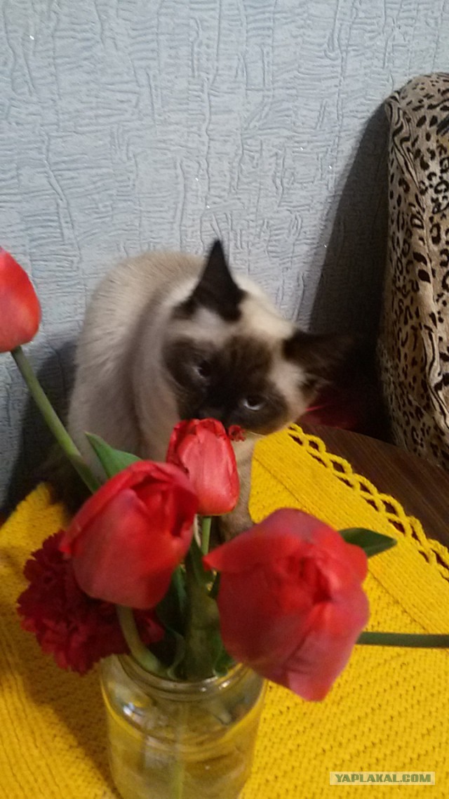 Котовторник   02.06.2015