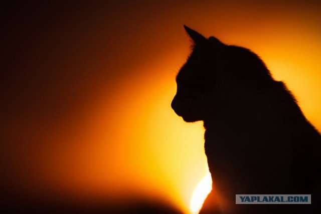 Котовторник 25.08.2015