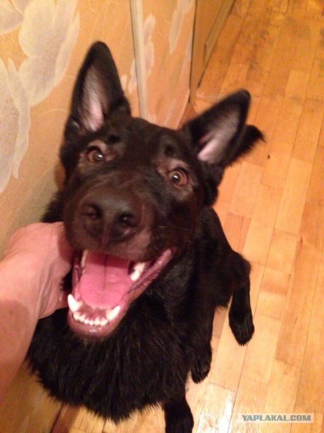 Люди – звери