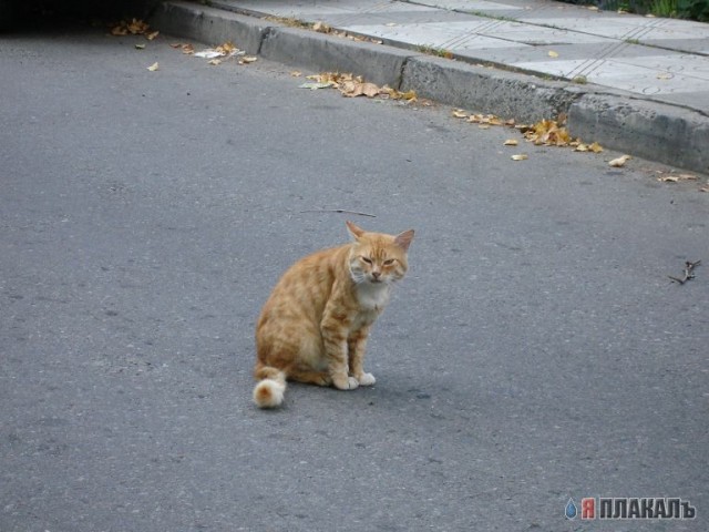 Сочинские КАШАКИ!!!