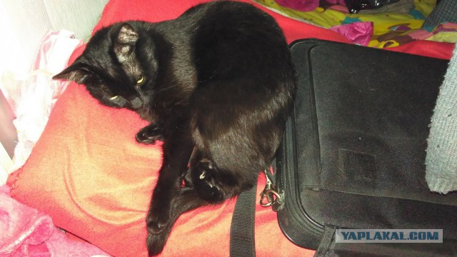 Котовторник 15.03