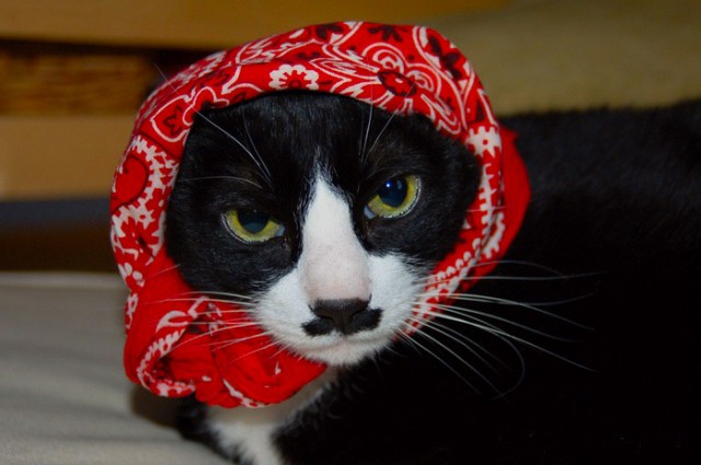 А вот и котовторник!