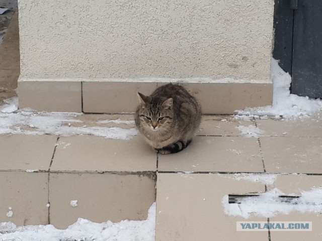 Кошки, которых я встретил на своем пути:)