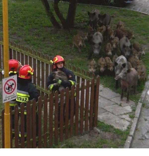Кабаненок застрял на детской площадке. Вся семья пришла наблюдать за спасением.